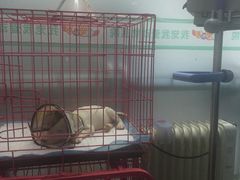 -瑞派宠物医院·24h·骨外科·皮肤科·全科宠物医疗转诊中心(沈阳浑南院)