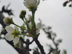 -树山生态村