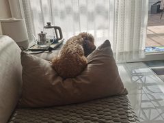 -宠福鑫康馨动物医院·骨科·眼科