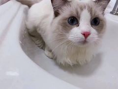 -Bastet sally猫舍购宠(静安店)