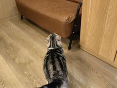 -MOCHA明星猫咖(田子坊店)