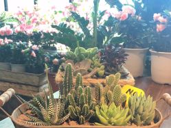 点击看大图 -金棕榈