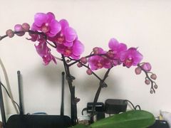 -双季花艺园艺市场(浦东店)