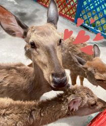 -萌宠亲子动物乐园(槐房万达店)