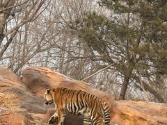 -北京野生动物园