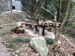 -都江堰中华大熊猫苑