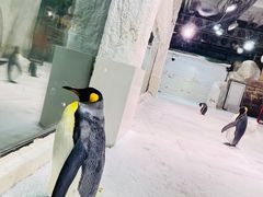 -大连圣亚海洋世界