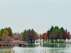 -贡湖湾湿地公园
