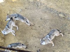 -鄂尔多斯野生动物园