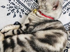 -平行世界·猫咖(首经贸店)