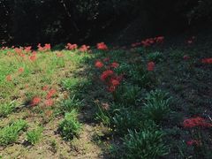 -西湖风景区-江洋畈生态公园