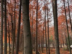 -上海海湾国家森林公园