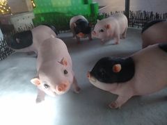 -证大大拇指广场(芳甸路店)