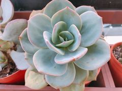 -卡普里披萨·牛扒·下午茶