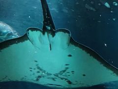 -上海海洋水族馆