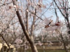 -桃花堤公园