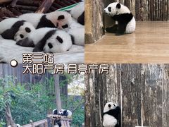 -成都大熊猫繁育研究基地