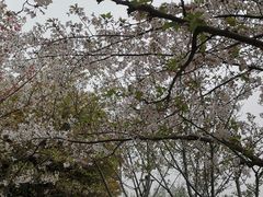 -高东镇樱花园