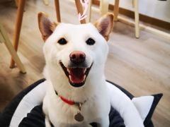 -柴迷FANS CLUB·柴犬狗咖·猫咖
