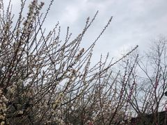 -雨花胜境