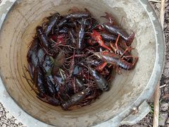 -同銮特种养殖场·龙虾垂钓