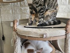 -平行世界·猫咖(首经贸店)