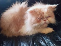 -more than meow吴止猫主题餐厅(承德 中船汇店)