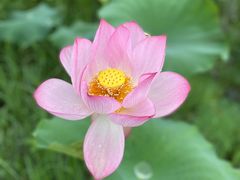 -武汉紫薇都市田园