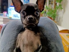 -东日国际动物医院·CT·心脏专科(桃源分院)