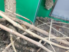 -上海大自然野生昆虫馆(东方明珠·爬宠昆虫探索中心)