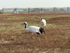 -盐城丹顶鹤湿地生态旅游区