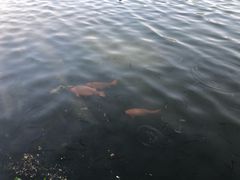 -西湖外事游船(花港观鱼码头)