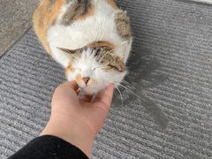 -7cake榴莲千层蛋糕(松江店)