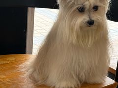 -PETKIT小佩宠物(古北店)
