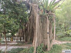 -深圳仙湖植物园