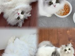 -米苏动物医院·犬猫专科·骨科外科内窥镜