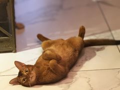 -瑞鹏宠物医院·普外科·影像科·皮肤科(城市山谷分院)