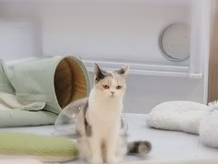 -COLOR PETS 撸猫馆·购猫·猫咖(长风大悦城店)