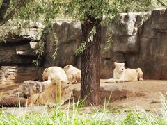 -北京野生动物园