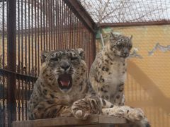 -青藏高原野生动物园