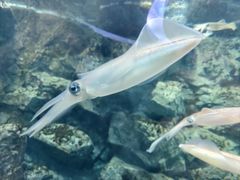 -鹿儿岛水族馆