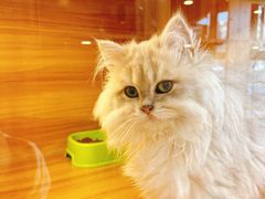 -猫十亿·布偶金渐层·曼基康矮脚猫舍(青年路店)