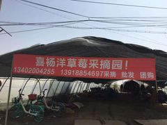-喜杨洋草莓采摘园