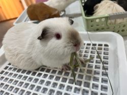 -Moni星球萌宠·小马宝莉·灵蛇·高端高阶全萌宠互动体验俱乐部(红豆国际广场店)
