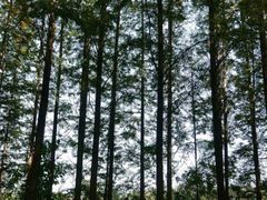-渡海小渔村.老辈日照菜