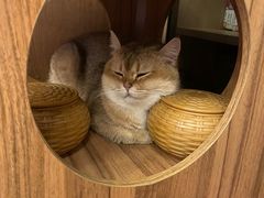 -MOCHA明星猫咖(田子坊店)