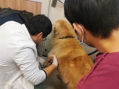-瑞鹏宠物医院·内科·中兽医·骨科(苗圃店)