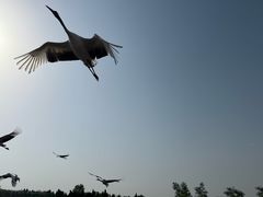 -盐城丹顶鹤湿地生态旅游区