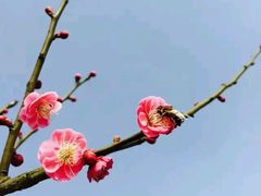 -中国扬子鳄村