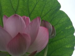 -厦门园林博览苑